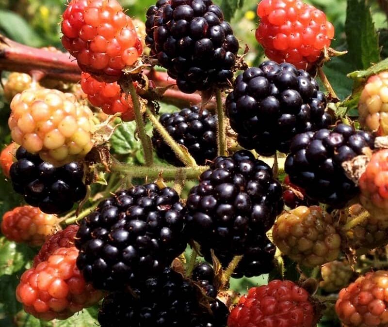 ブラックベリージャム