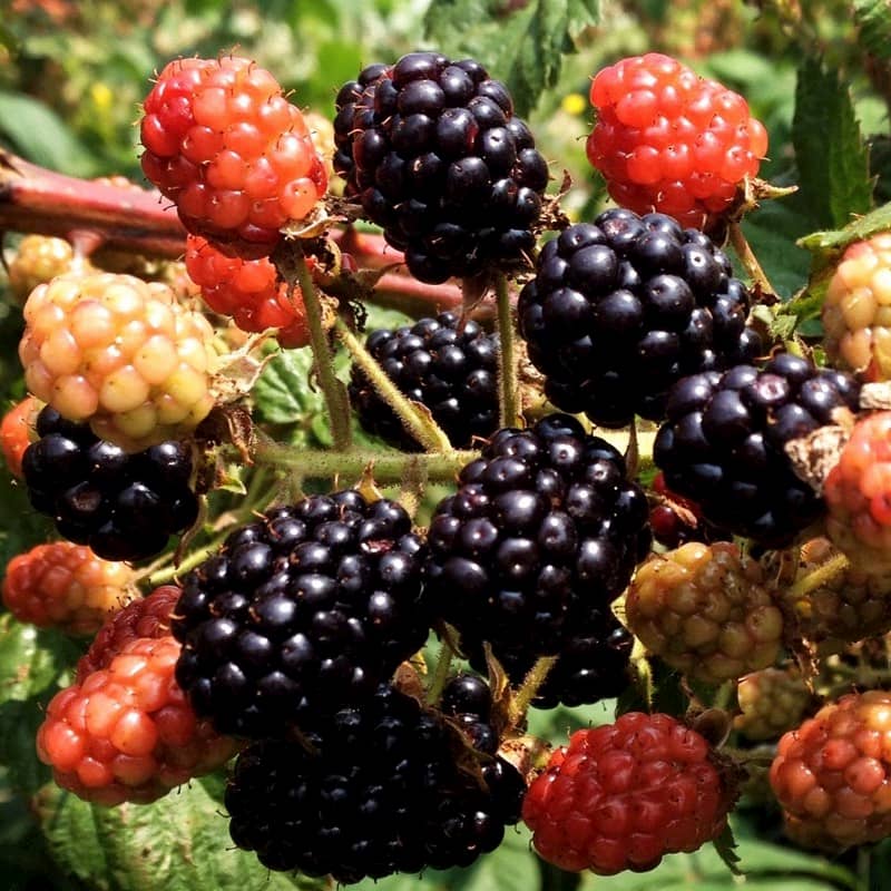 insta-blackberry2