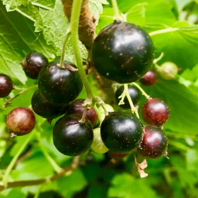 insta-cassis