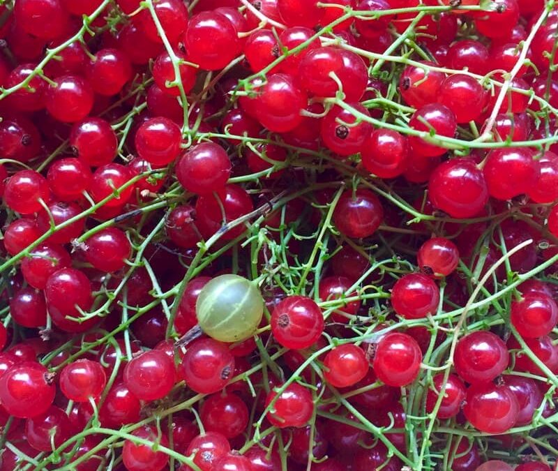 赤すぐりジャム