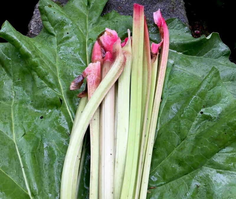 ルバーブジャム