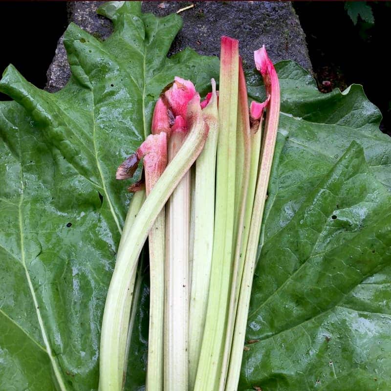 rhubarbe ルバーブ